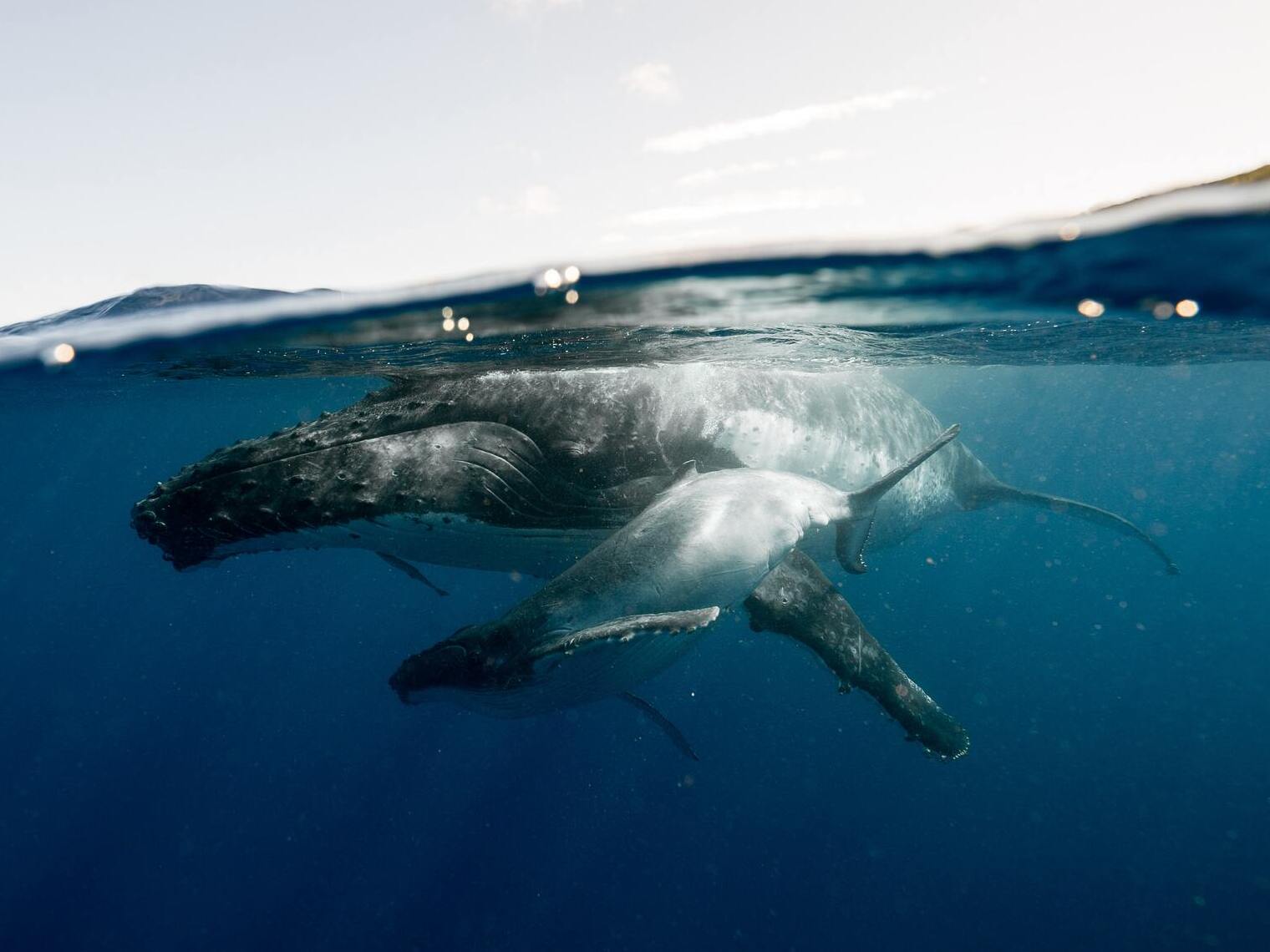 book exclusive packages to dive with sperm whale in the caribbean