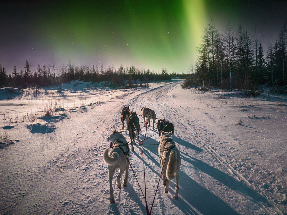 book a husky sled ride experience accross the finish lapland snow