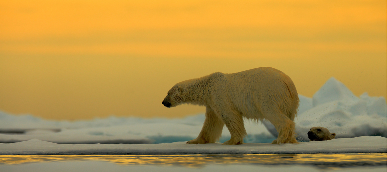 polar bear up close walking