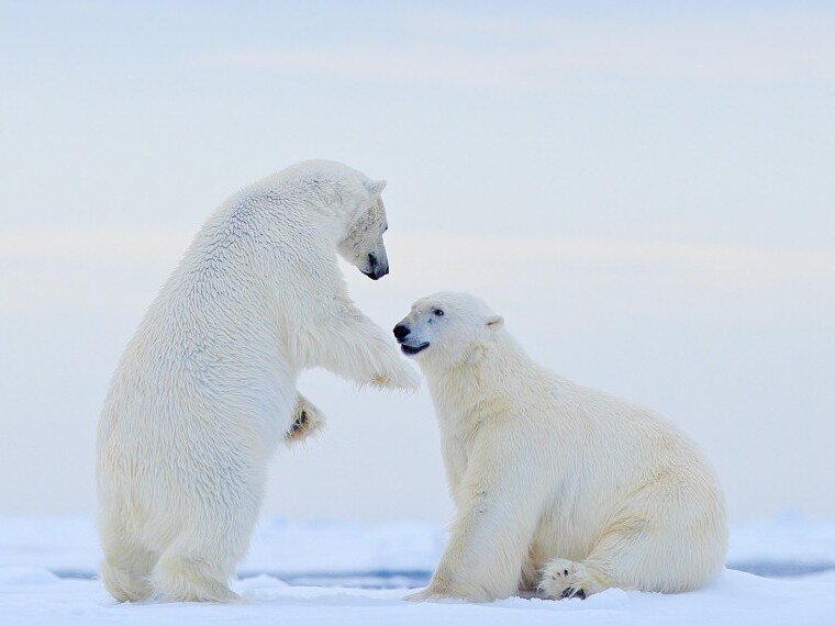 polar bears playing together norway holiday